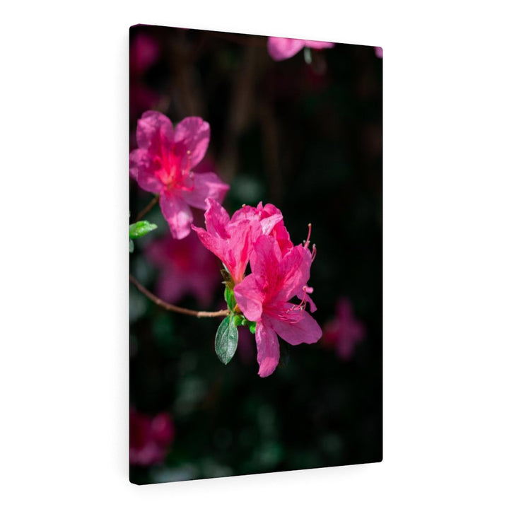 Standout Azalea - Canvas