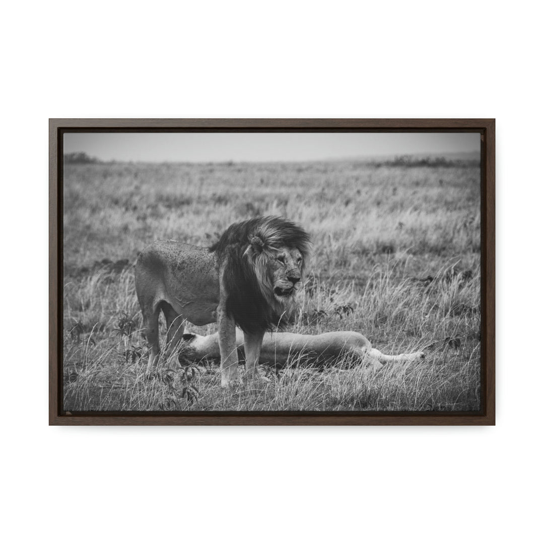 Mating Lions in Black and White - Canvas with Frame