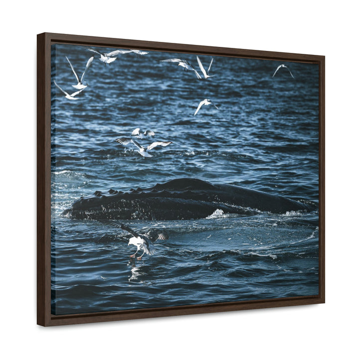 Humpback Hello - Canvas with Frame