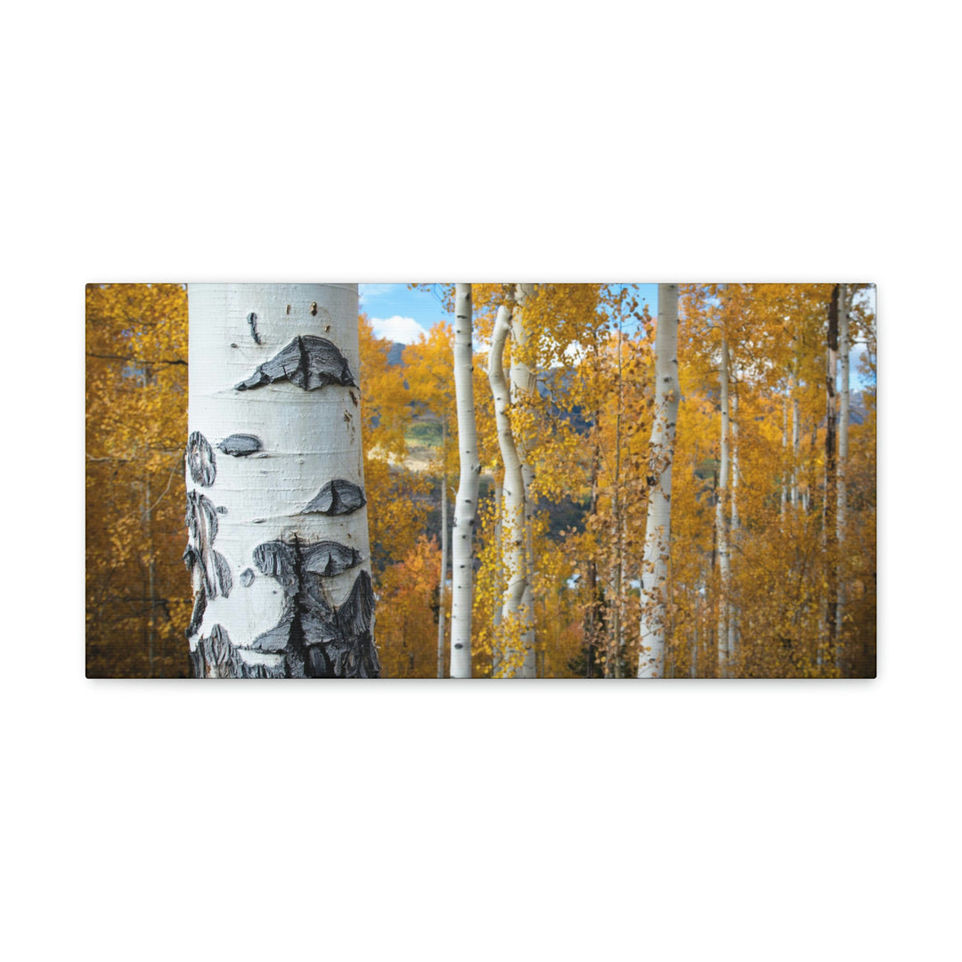 Aspens Changing - Canvas