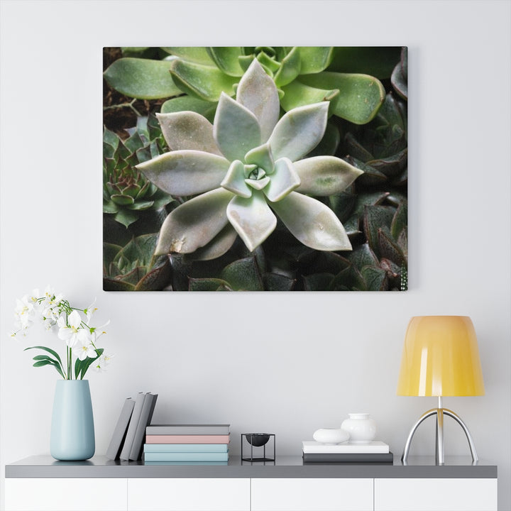 Succulent - Array - Canvas