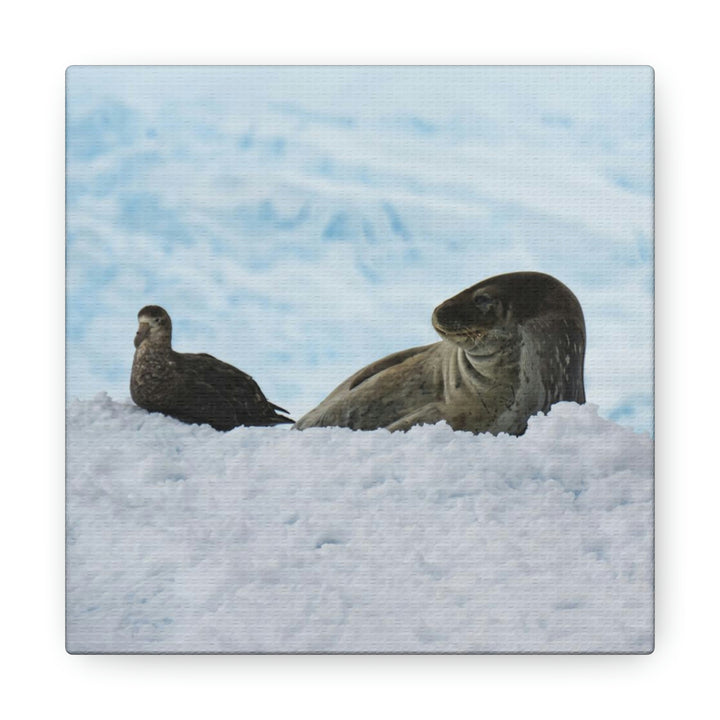 A Resting Pair - Canvas