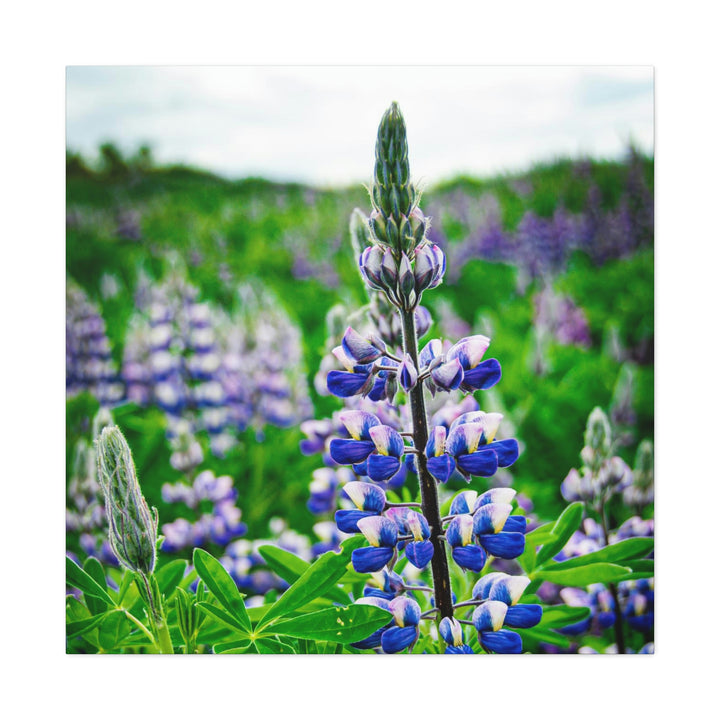 Glowing Lupin - Canvas