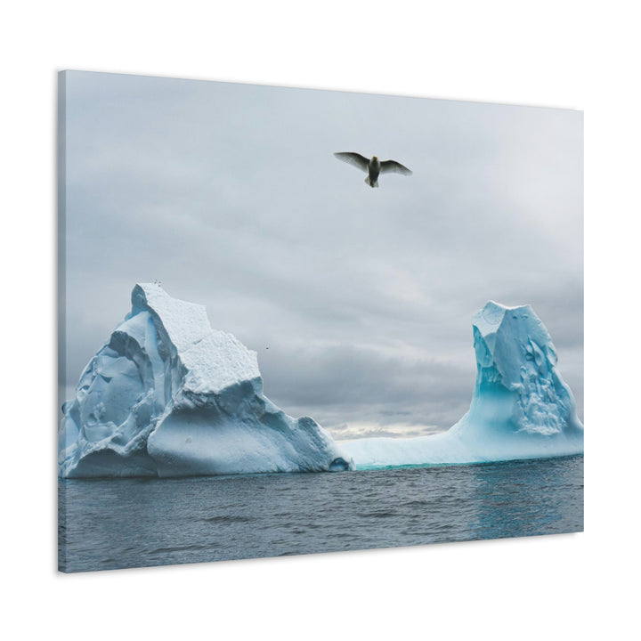 Antarctic Flight - Canvas