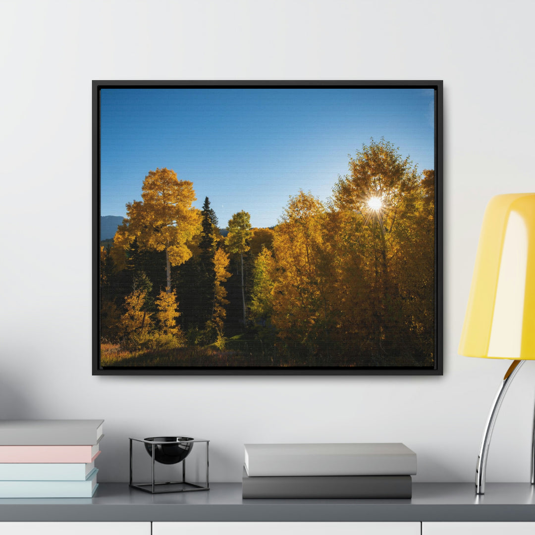 Sun Through the Aspens - Canvas with Frame