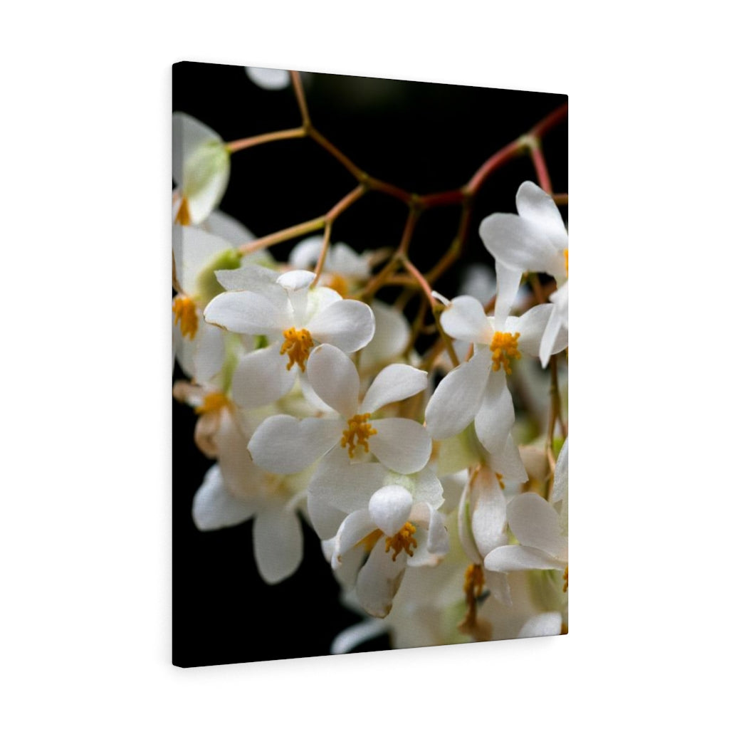 Floral Network - Canvas