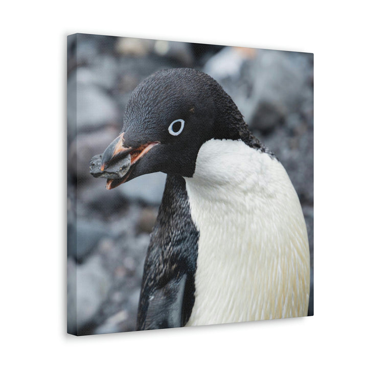 A Penguin's Pebble - Canvas