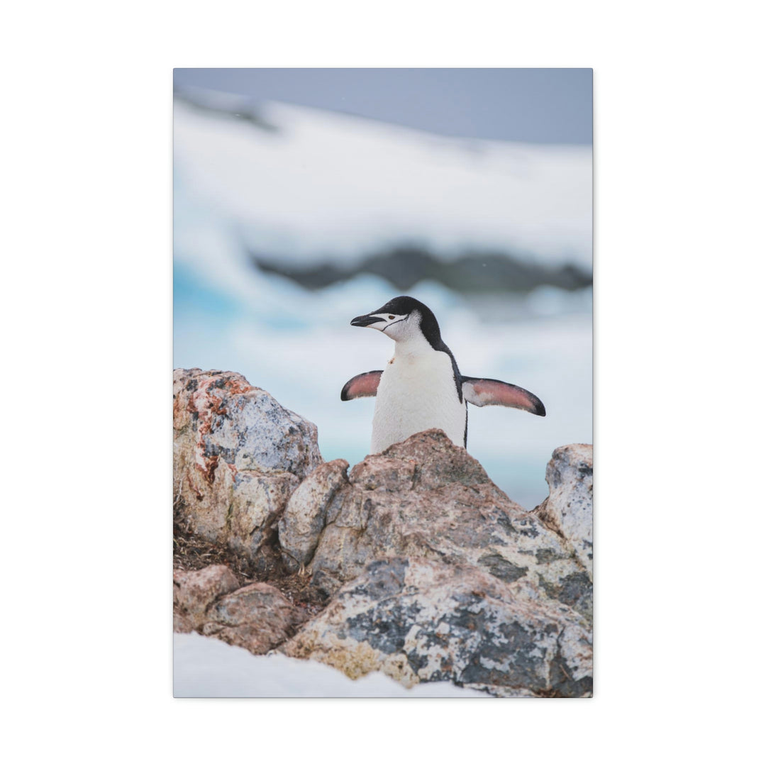 Stretched Penguin - Canvas