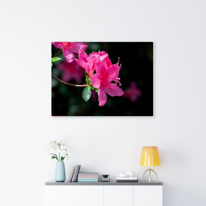 Standout Azalea - Canvas