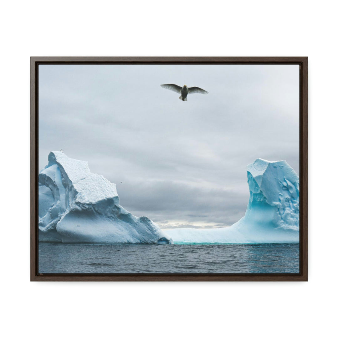 Antarctic Flight - Canvas with Frame