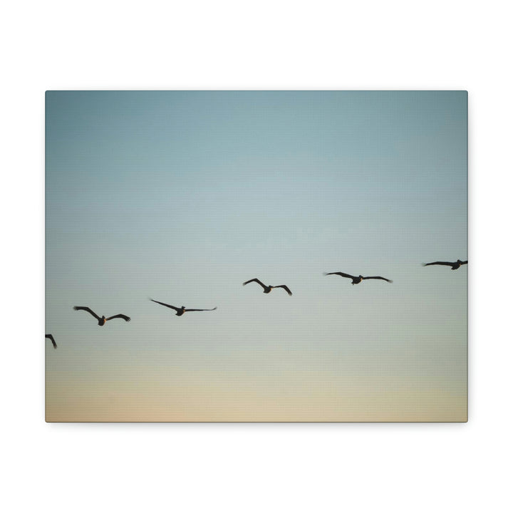 Brown Pelicans in Flight - Canvas