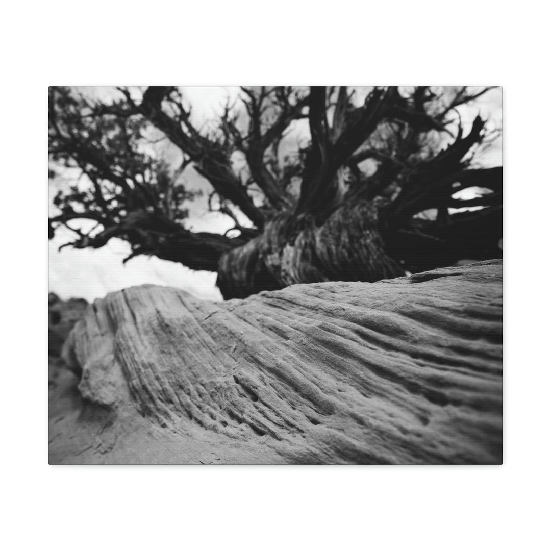 Desert Reach in Black and White - Canvas