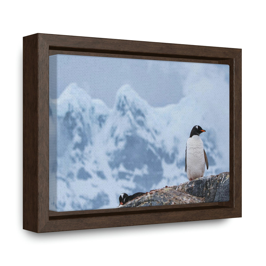 Poised Penguin - Canvas with Frame