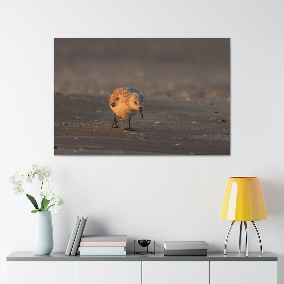 Feeding Sanderling - Canvas