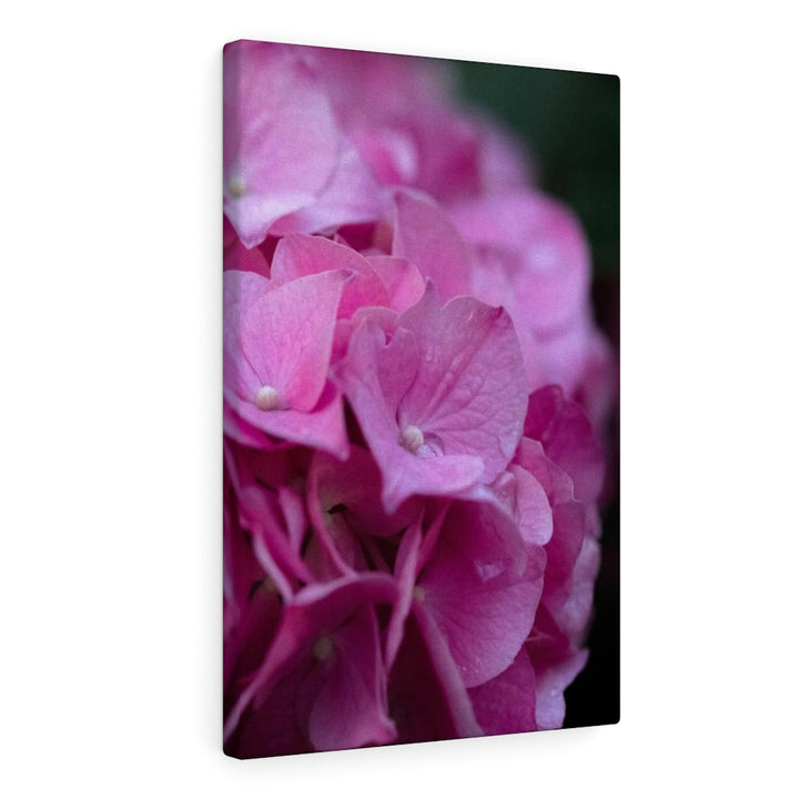 Pink Hydrangea Detail - Canvas