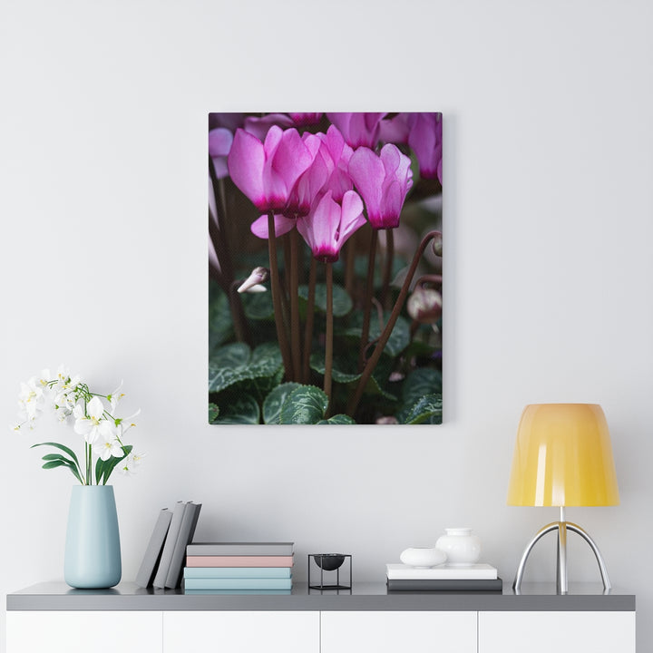 Cyclamen Reach - Canvas