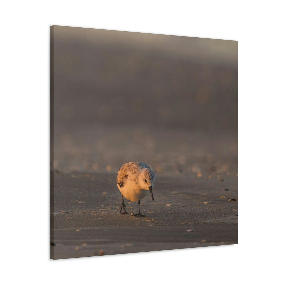 Feeding Sanderling - Canvas