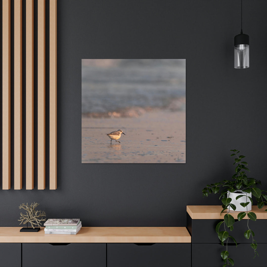 Sanderling in Soft Dusk Light - Canvas