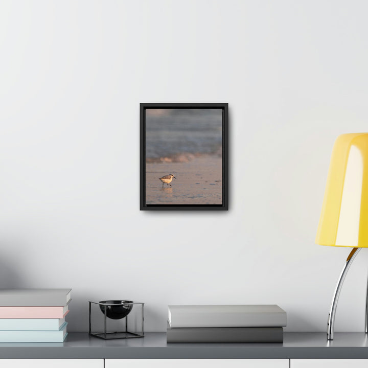 Sanderling in Soft Dusk Light - Canvas with Frame