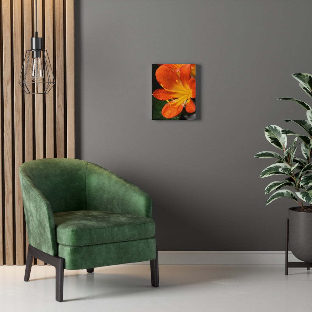 Bright Bush Lily - Canvas