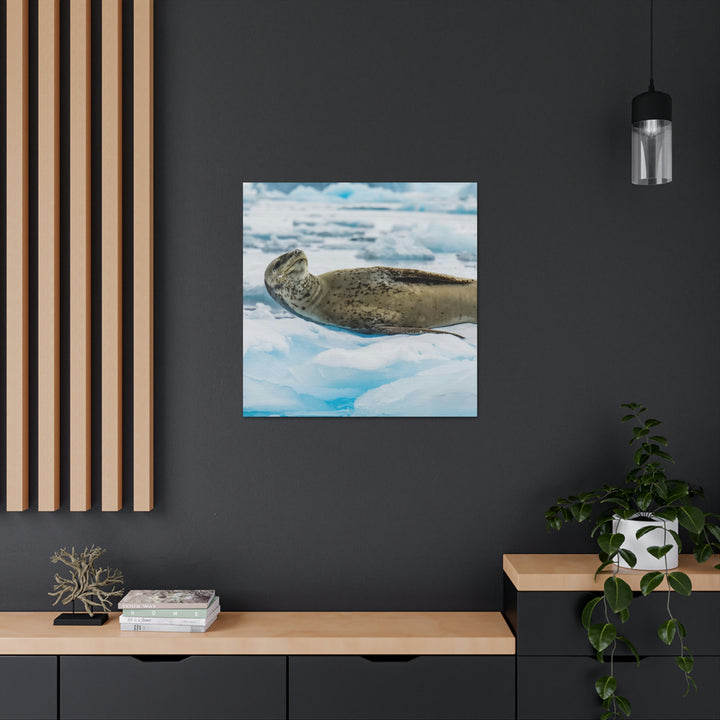 Leopard Seal Relaxing - Canvas