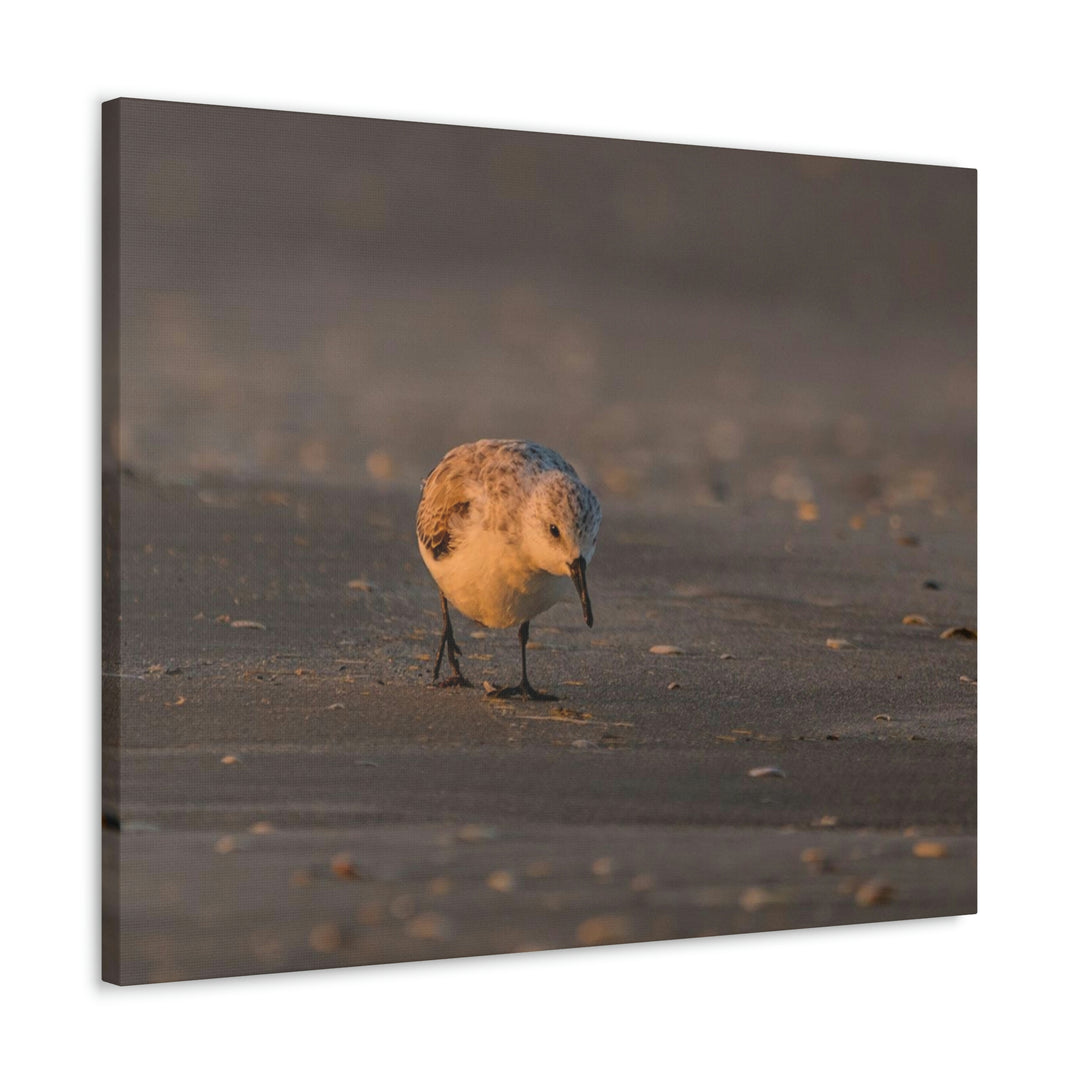 Feeding Sanderling - Canvas