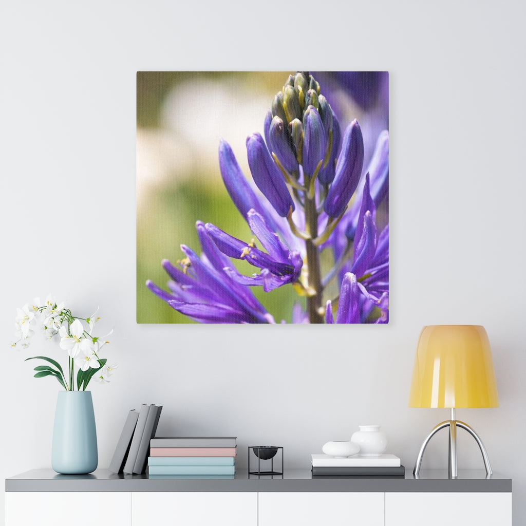 Camas in Bloom - Canvas