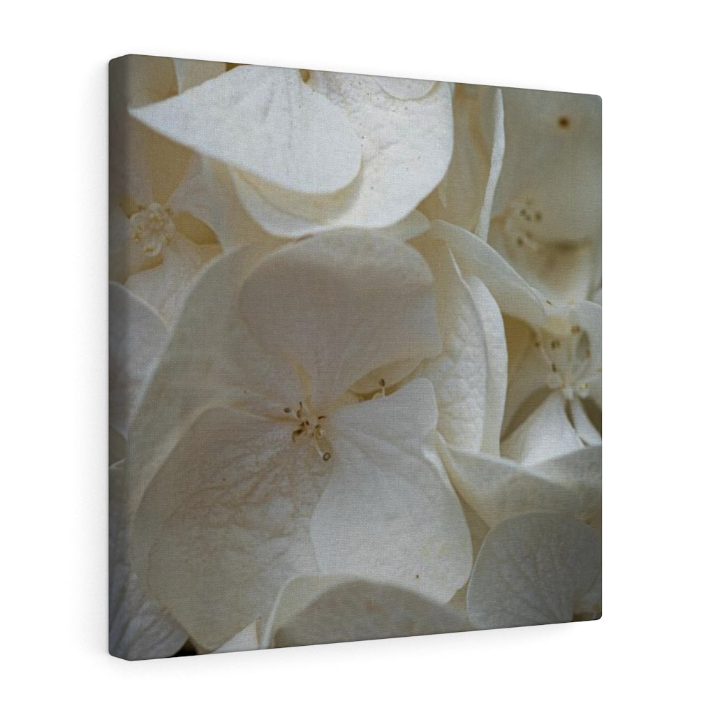 White Hydrangea Detail - Canvas