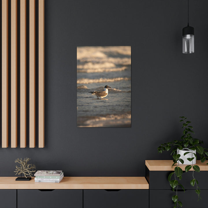 Laughing Gull in the Surf - Canvas