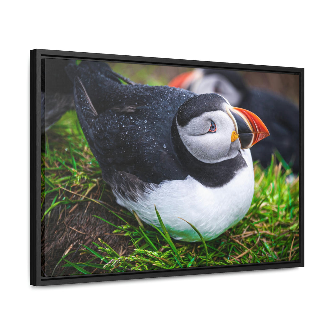 Resting Puffin - Canvas with Frame