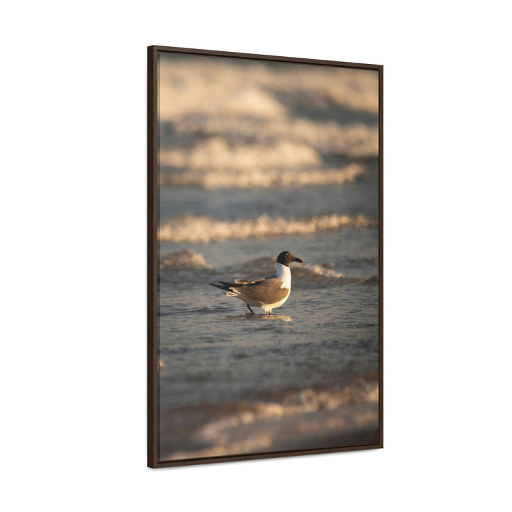 Laughing Gull in the Surf - Canvas with Frame