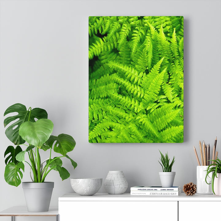 Ferns, Ferns, Ferns - Canvas