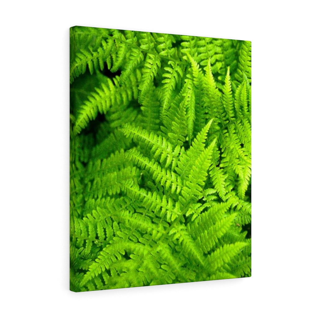 Ferns, Ferns, Ferns - Canvas