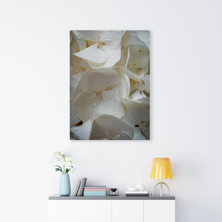 White Hydrangea Detail - Canvas