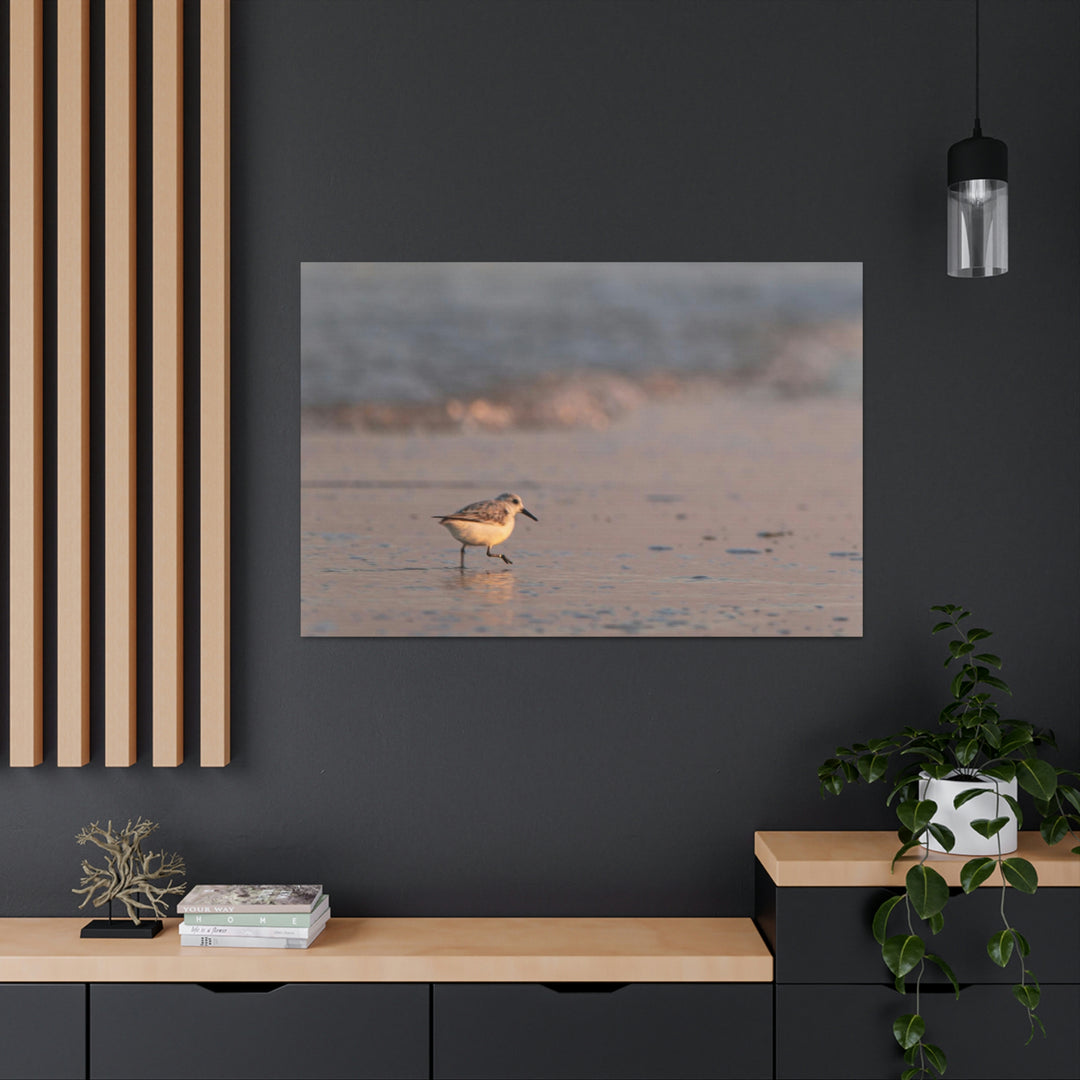 Sanderling in Soft Dusk Light - Canvas