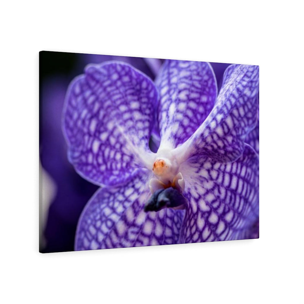 Orchid Detail - Canvas