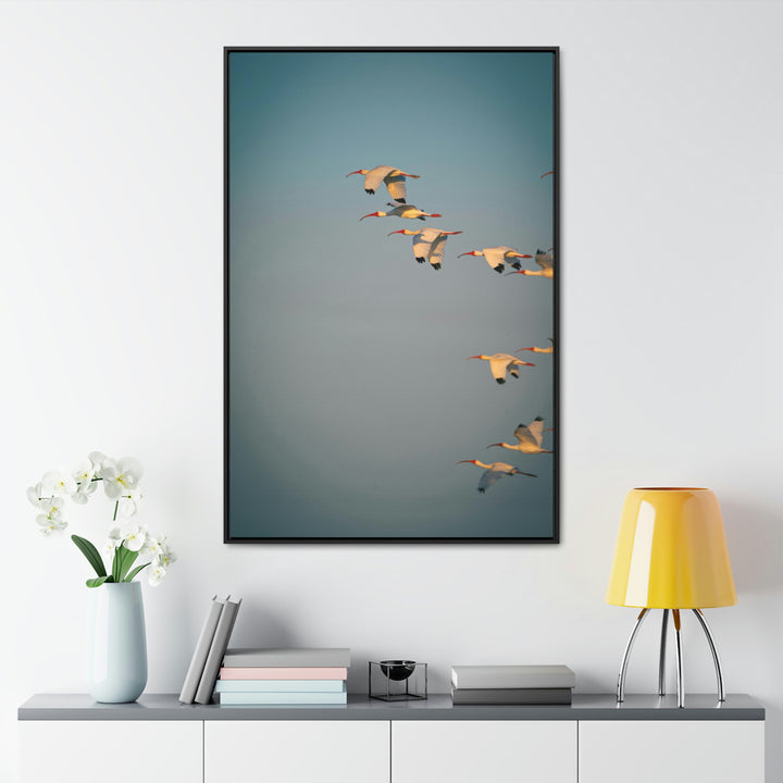 White Ibis in Flight - Canvas with Frame