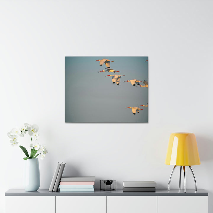 White Ibis in Flight - Canvas