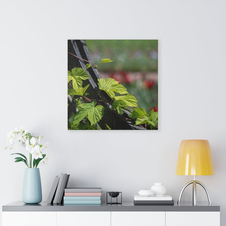 Ivy-Covered Fence - Canvas