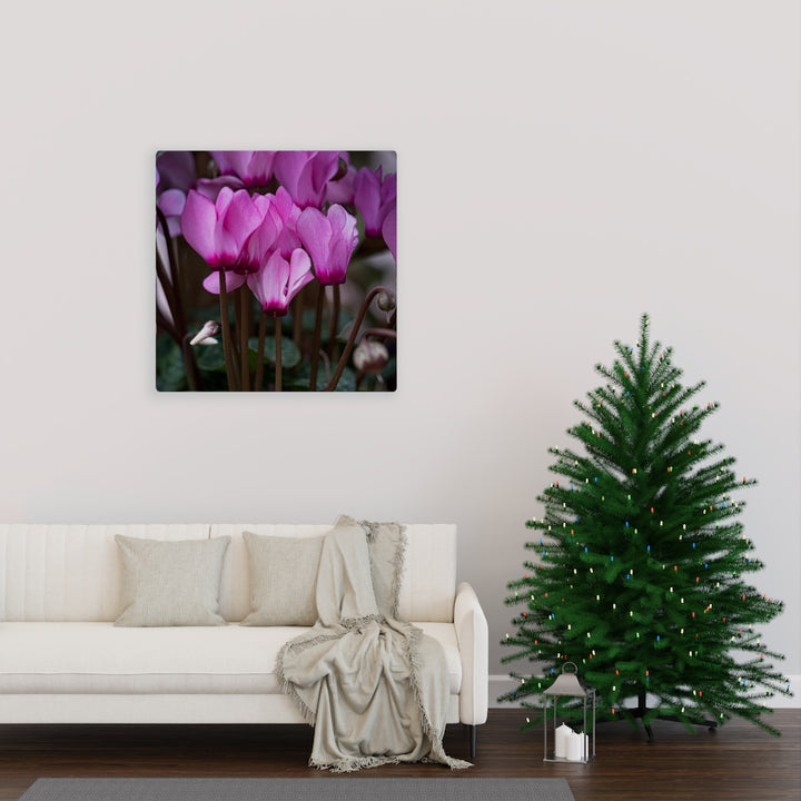 Cyclamen Reach - Canvas