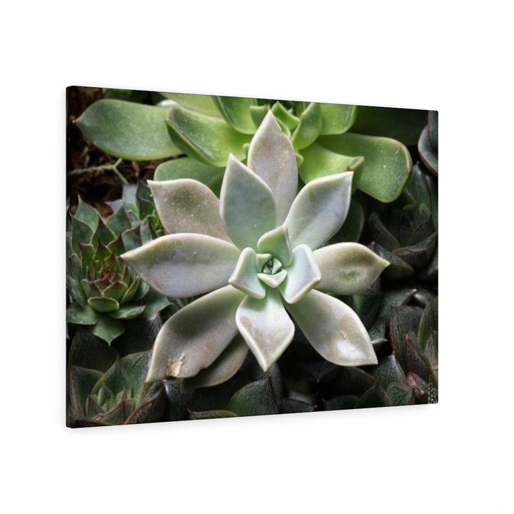 Succulent - Array - Canvas