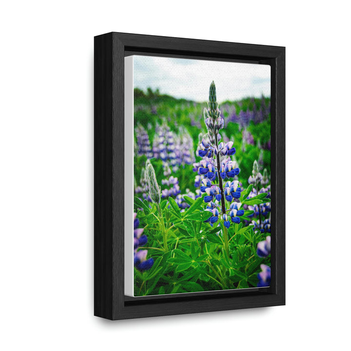 Glowing Lupin - Canvas with Frame