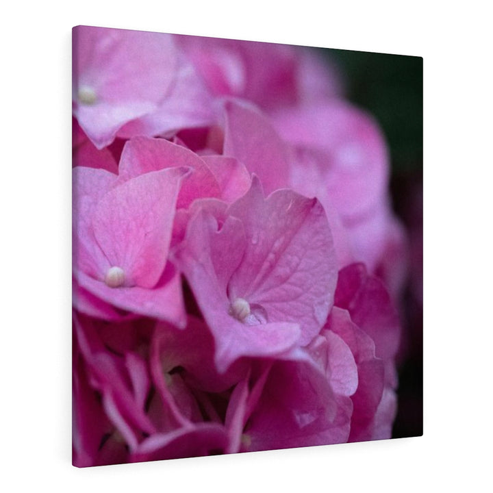 Pink Hydrangea Detail - Canvas