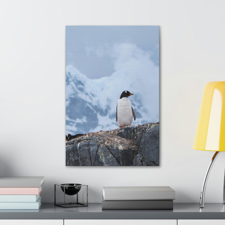 Poised Penguin - Canvas