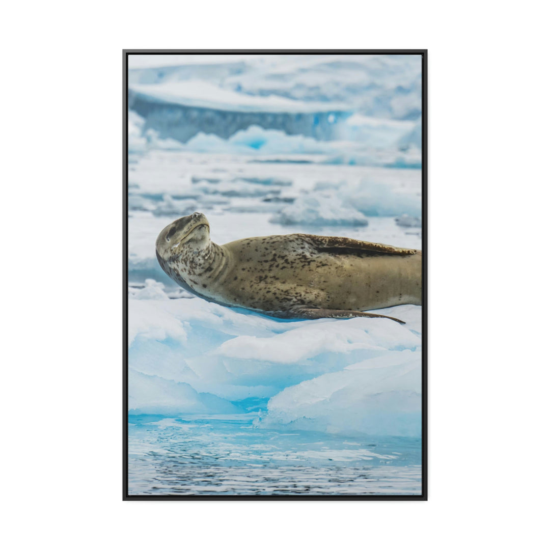 Leopard Seal Relaxing - Canvas with Frame