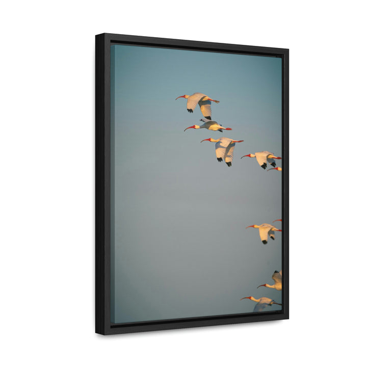 White Ibis in Flight - Canvas with Frame