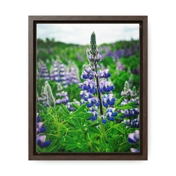 Glowing Lupin - Canvas with Frame