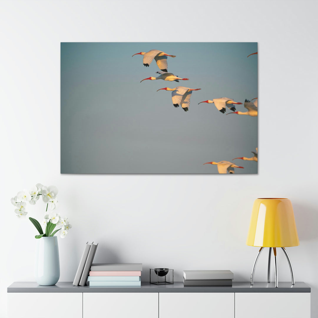 White Ibis in Flight - Canvas