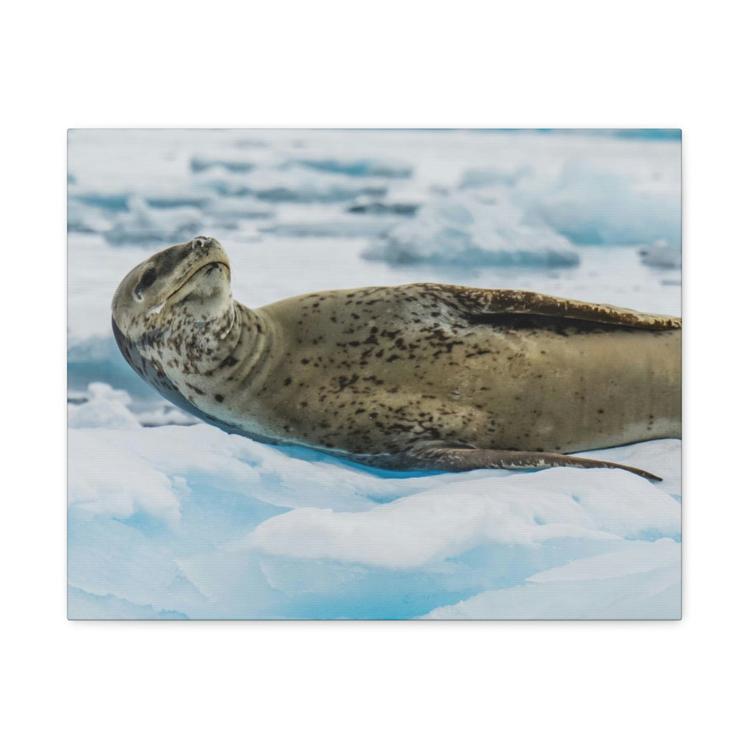 Leopard Seal Relaxing - Canvas