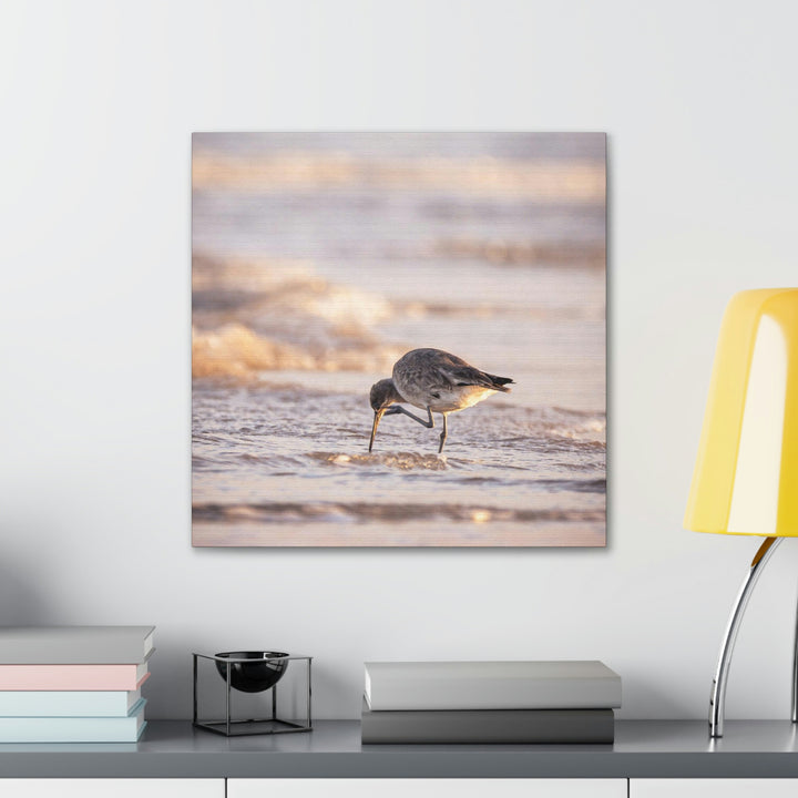 Willet Itch - Canvas